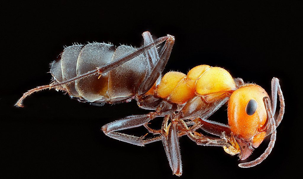 Ant Control service in Cicero, IL