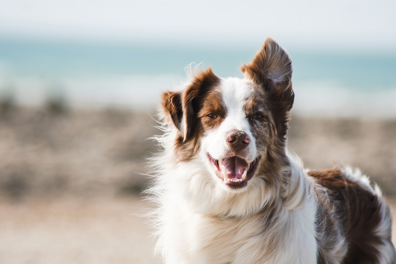 Flea & Tick Control service in Cicero, IL