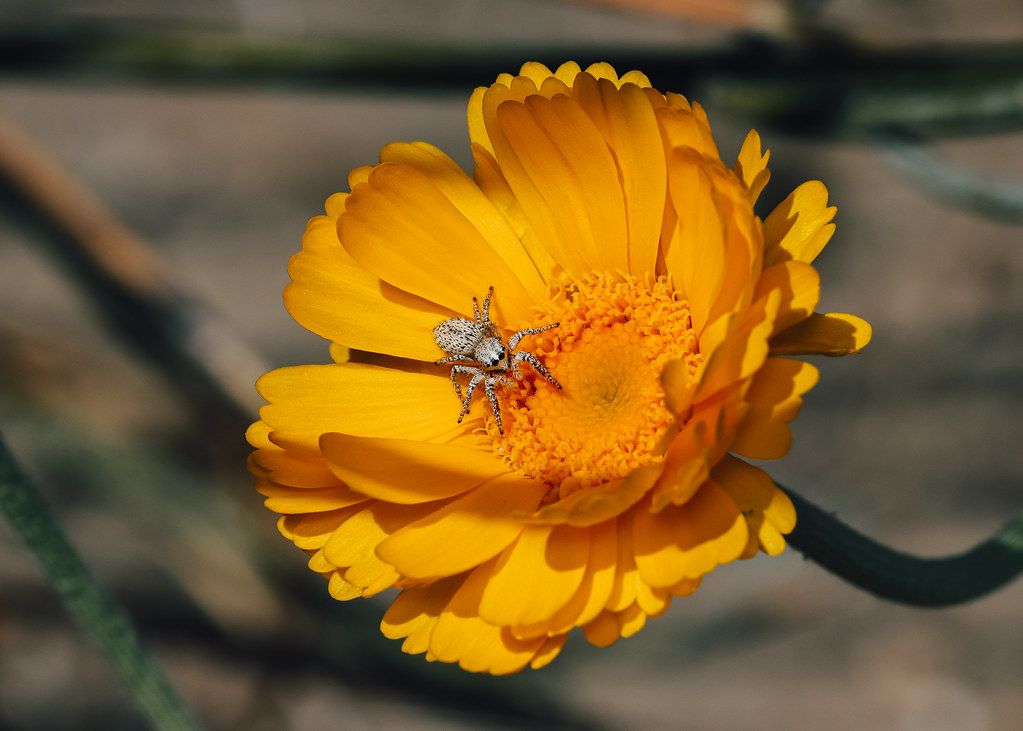 Spider Control service in Cicero, IL